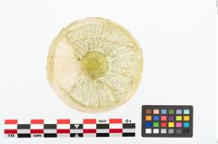 Foto von Glasrippenschale (NHMW-PRAE-025232)